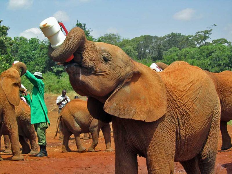 David Sheldrick Elephant orphanage and Giraffe Centre